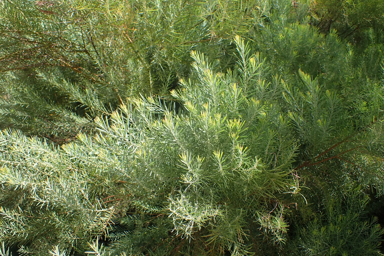 Snowy River Wattle (Acacia Boormanii) — This evergreen shrub or small tree typically reaches a height of 6 to 10 feet