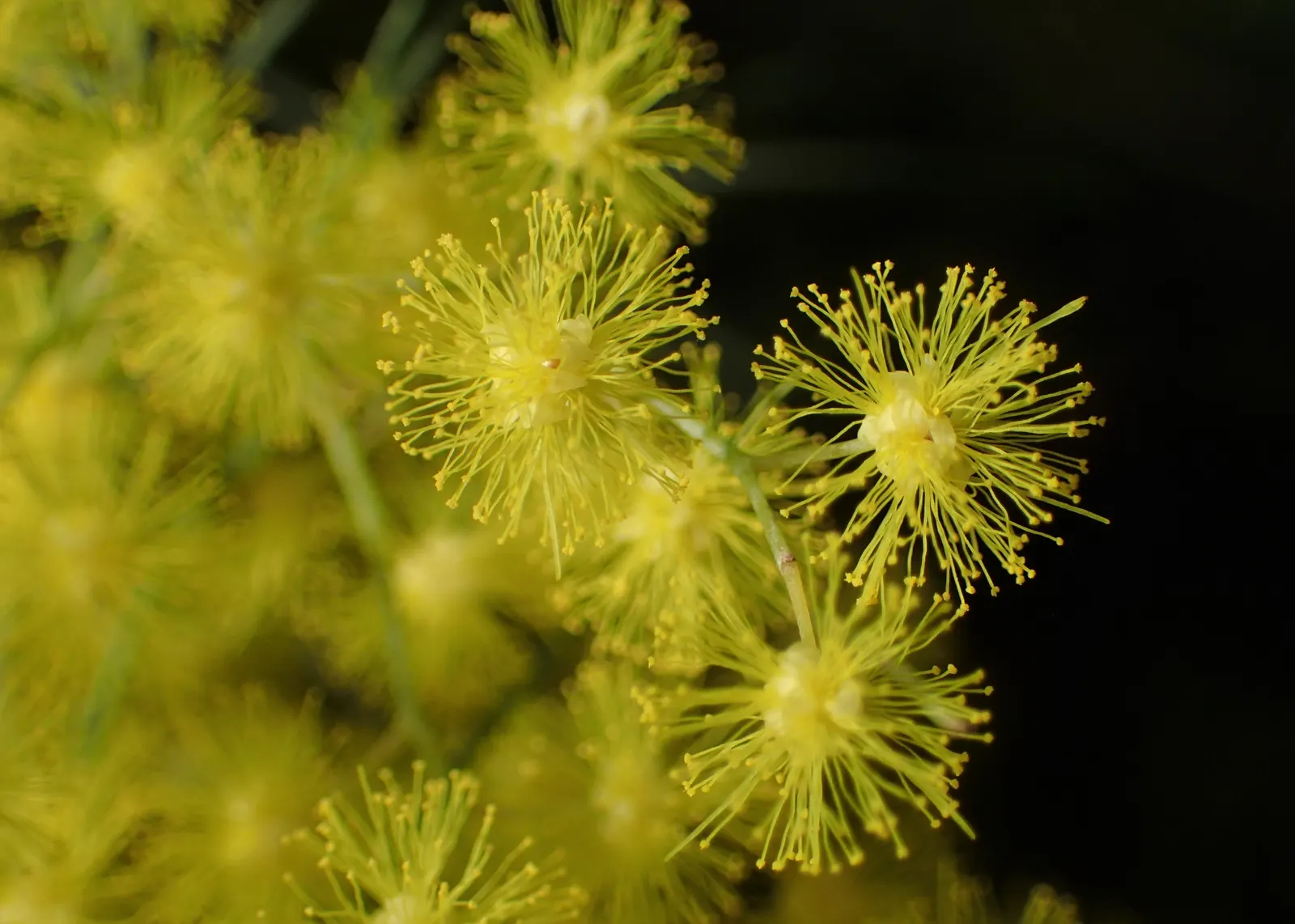 Snowy River Wattle (Acacia Boormanii) — These blossoms not only provide a striking contrast to its fine
