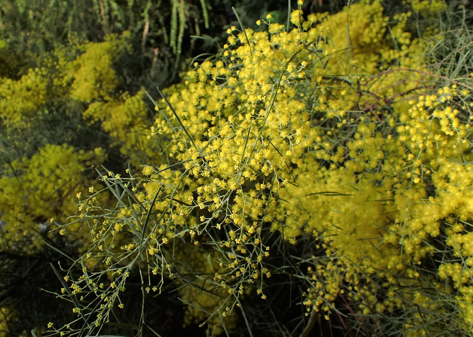 Snowy River Wattle (Acacia Boormanii) — though it can withstand partial shade