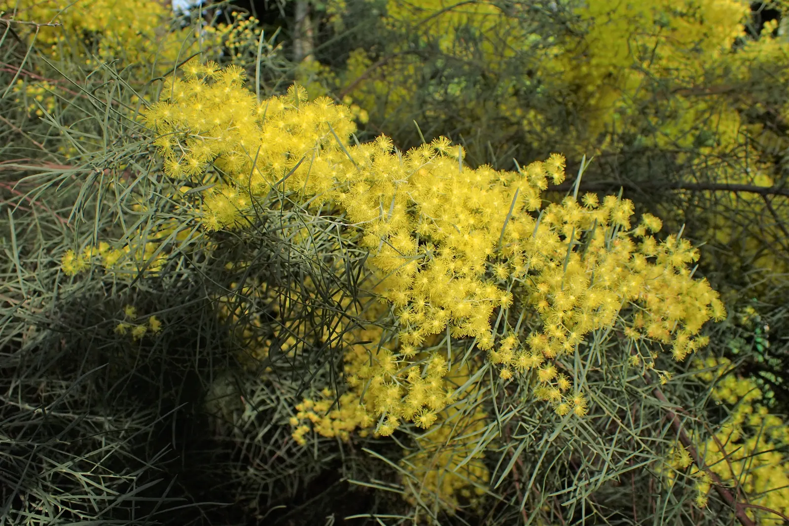 Snowy River Wattle (Acacia Boormanii) — It is highly adaptable to various soil types, provided they are well-drained