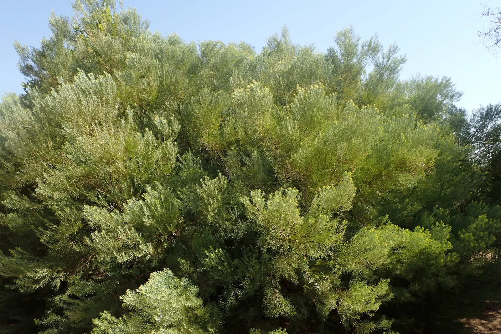 Snowy River Wattle (Acacia Boormanii) — Drought-tolerance once established makes it an excellent candidate for xeriscaping