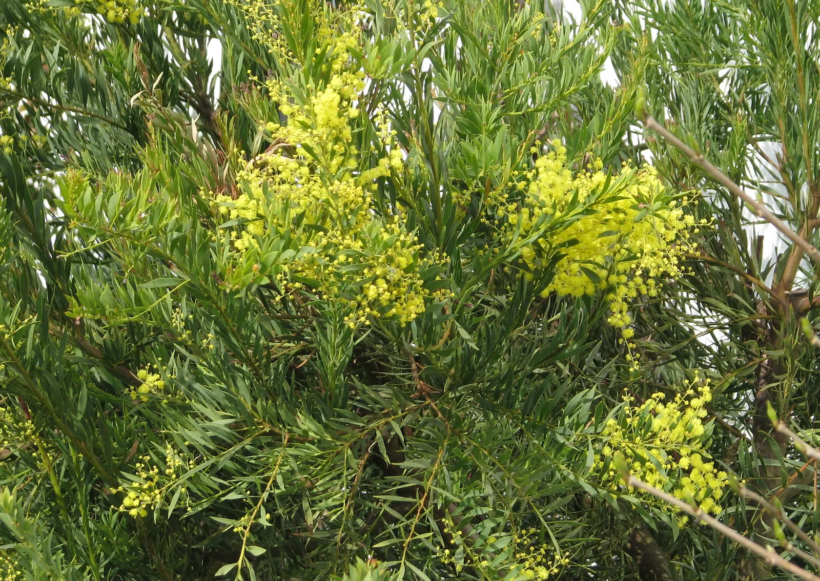 Snowy River Wattle (Acacia Boormanii) — is a graceful and hardy Australian native well-suited for both aesthetic and practical roles in the landscape