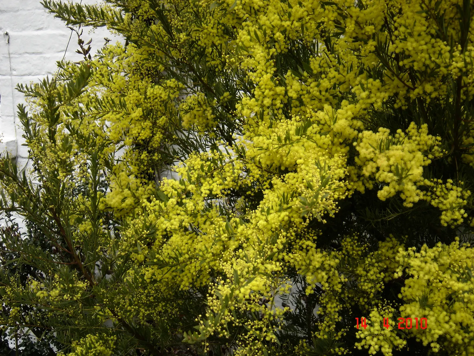 Snowy River Wattle (Acacia Boormanii) — Its narrow, silver-green foliage creates a striking contrast in gardens