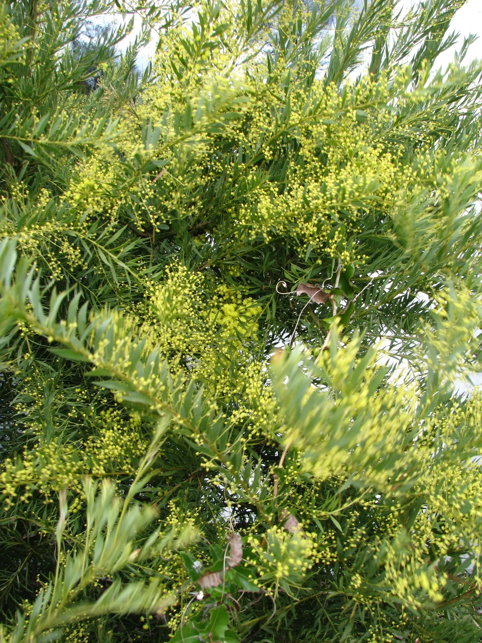 Snowy River Wattle (Acacia Boormanii) — It displays masses of fragrant, golden-yellow blossoms in early spring