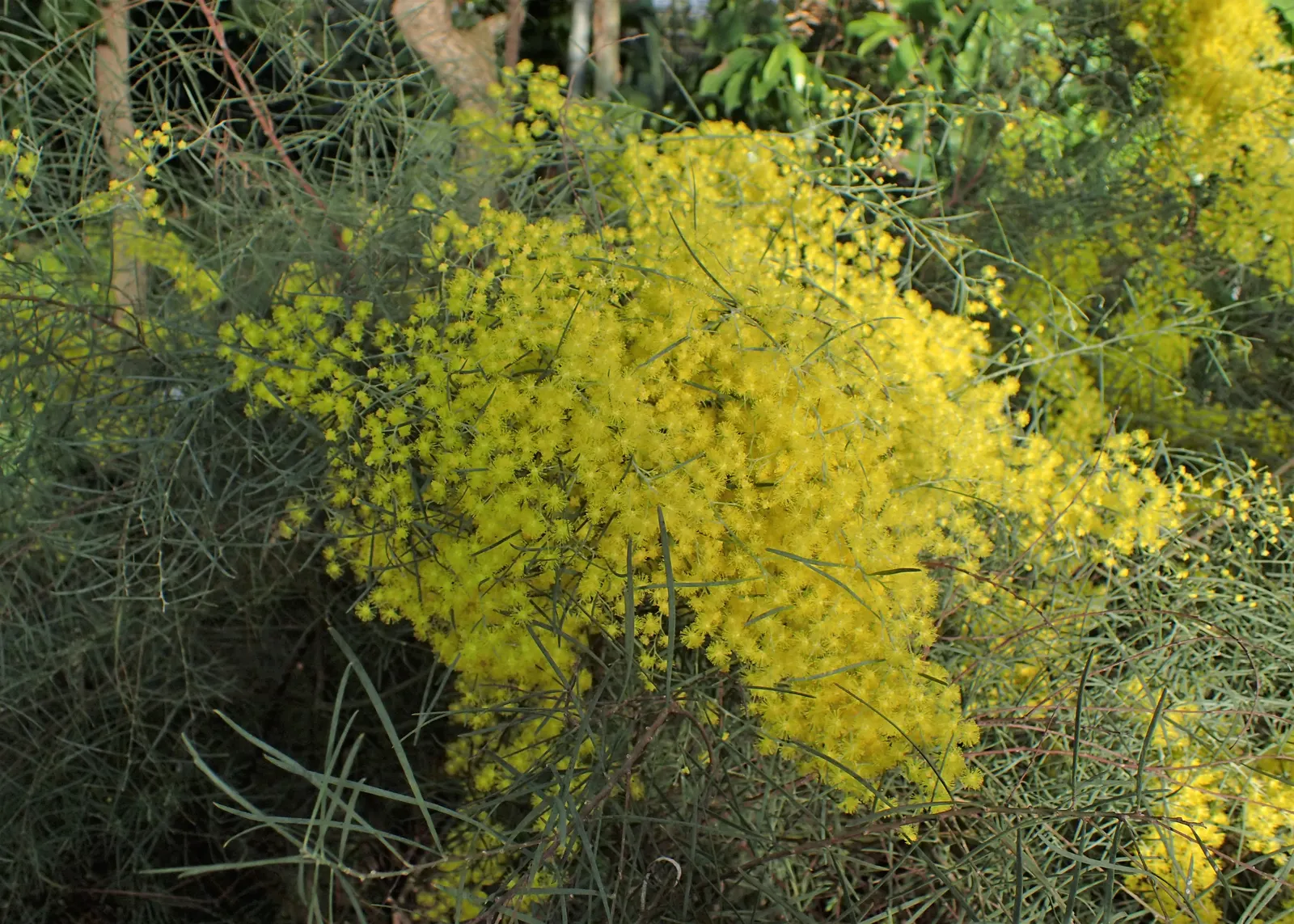 Snowy River Wattle (Acacia Boormanii) — blue-green foliage but also attract an array of pollinators