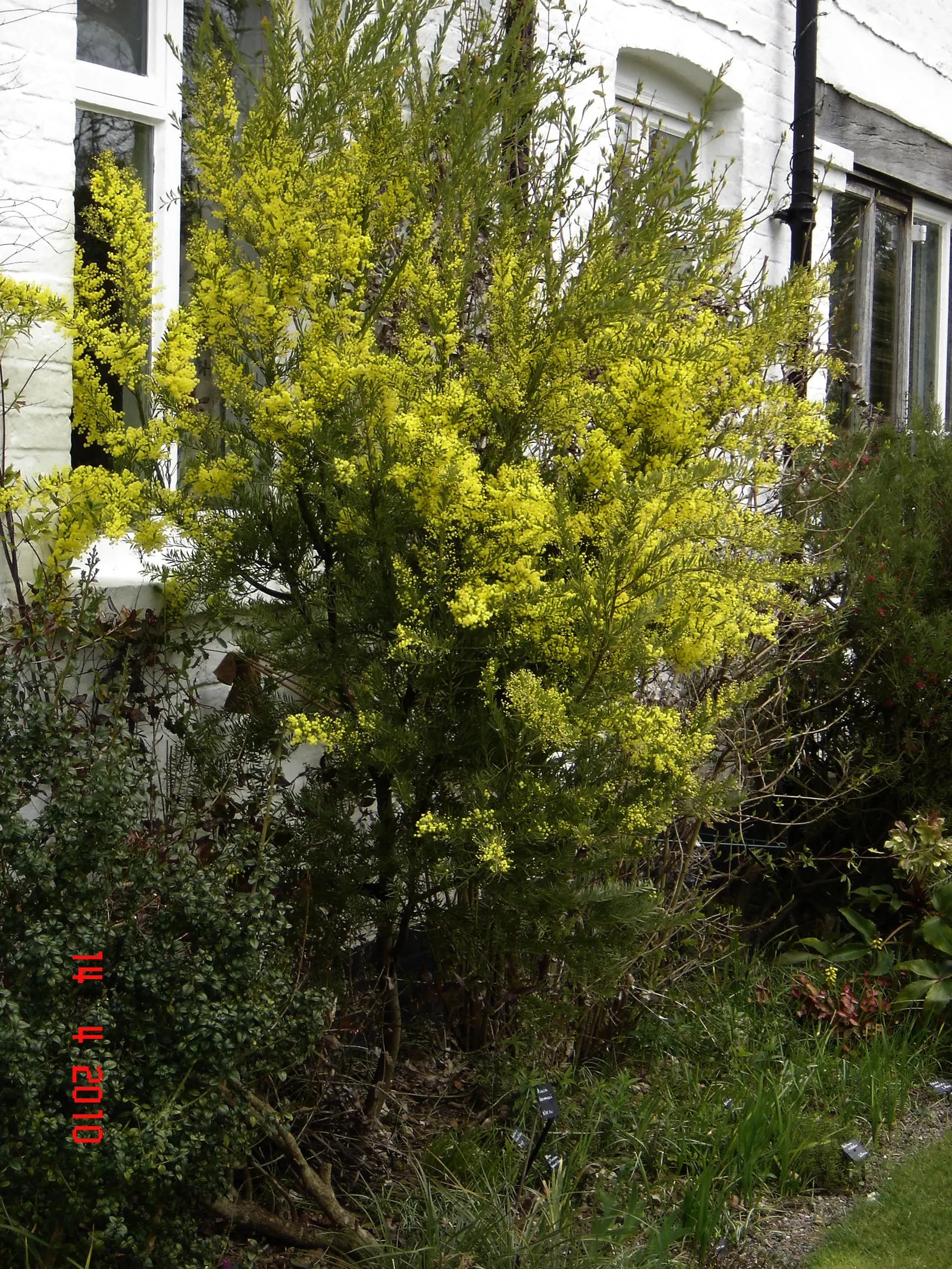 Snowy River Wattle (Acacia Boormanii) — ball-shaped flowers that adorn the plant in a profuse bloom
