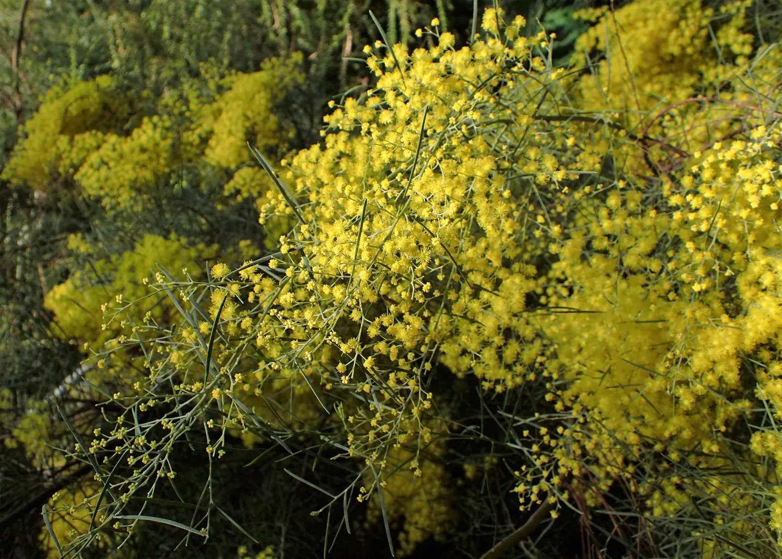 Snowy River Wattle (Acacia Boormanii) — adding life and diversity to your garden.<br><br>Multi-stemmed with a bushy habit