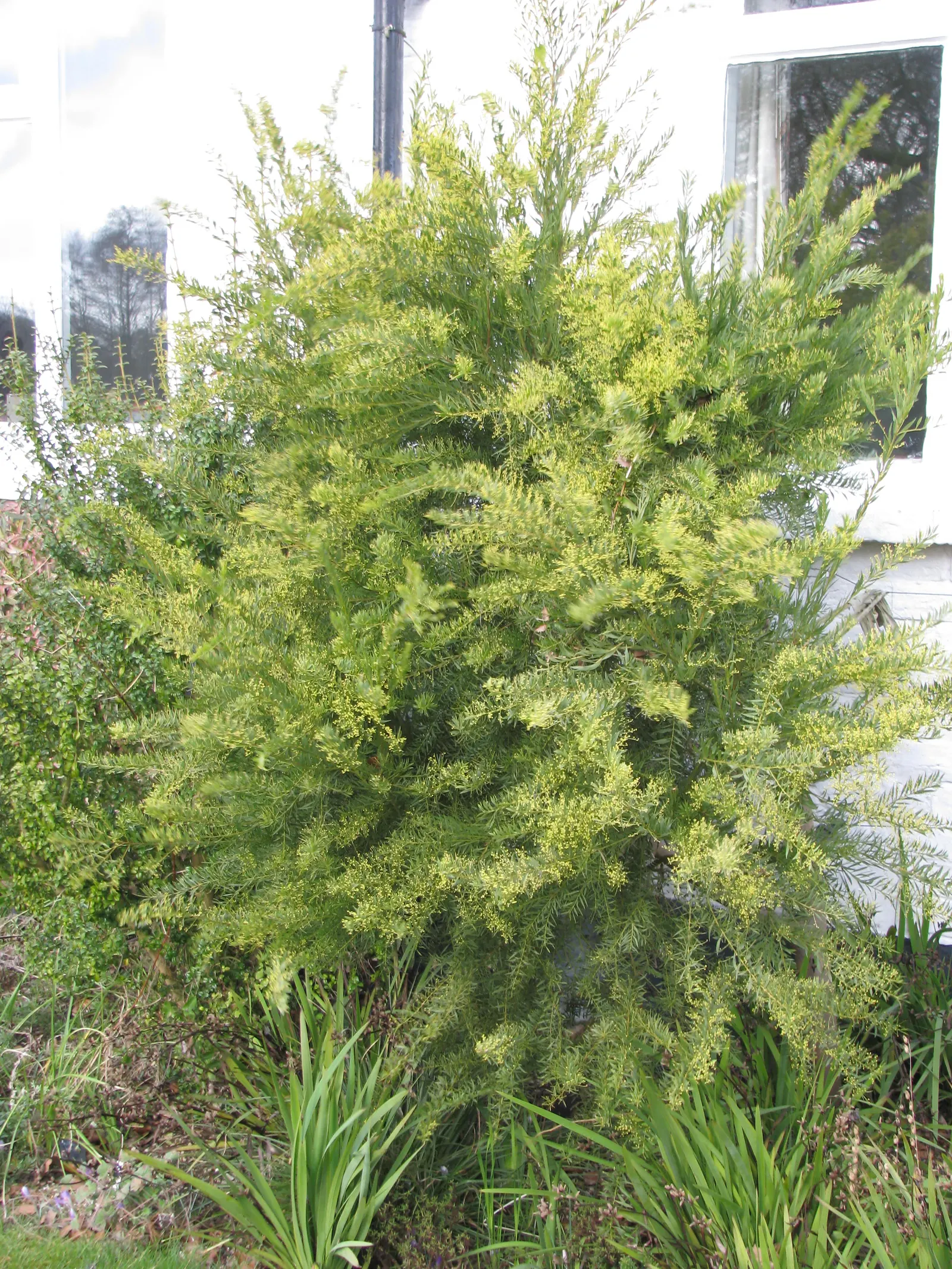 Snowy River Wattle (Acacia Boormanii) — typically in late winter to early spring