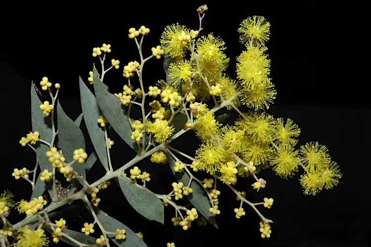 Snowy River Wattle (Acacia Boormanii) — or as a striking specimen in a mixed shrub border for seasonal interest