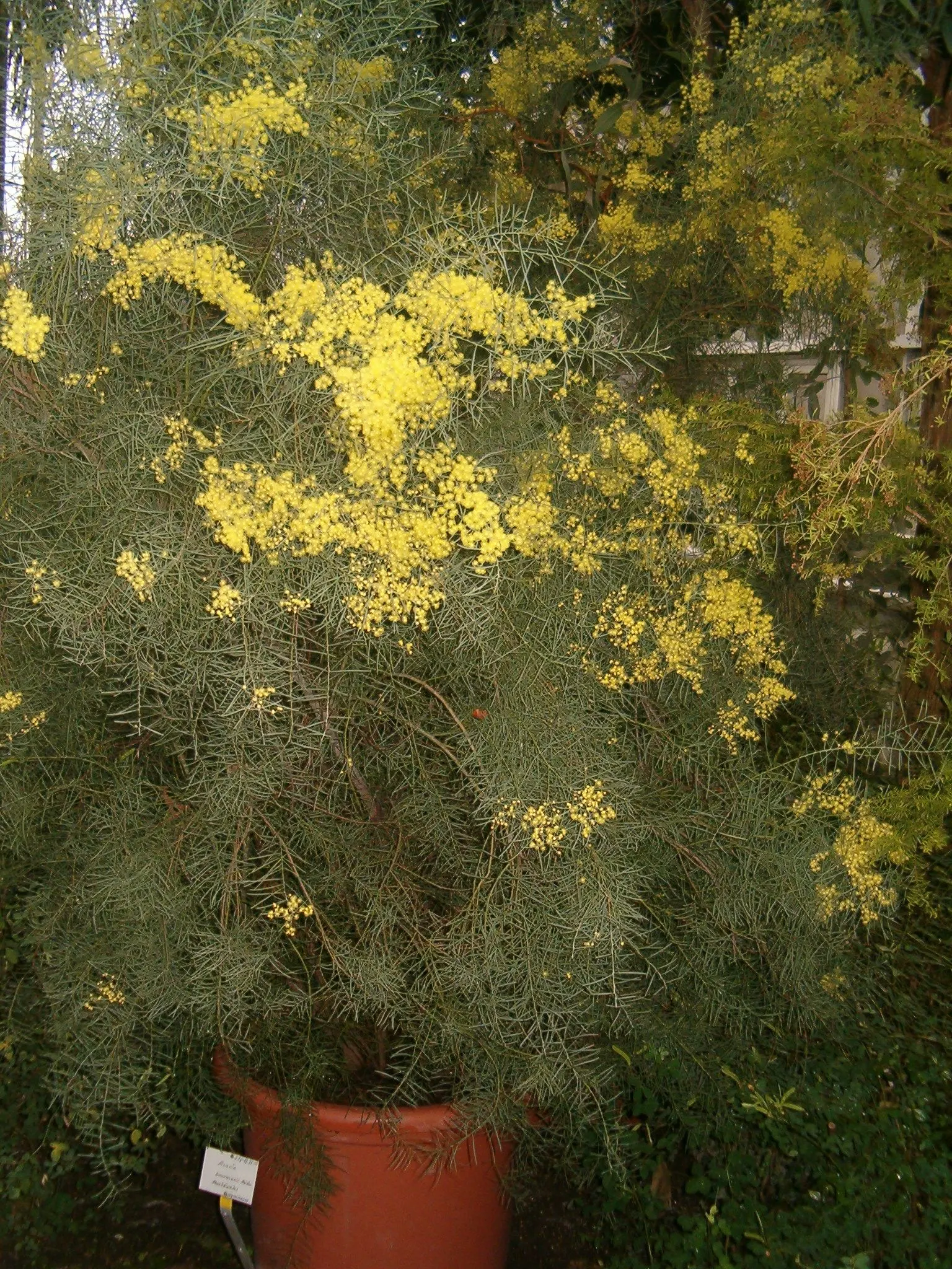 Snowy River Wattle (Acacia Boormanii) — consider its use as a screening plant due to its dense growth