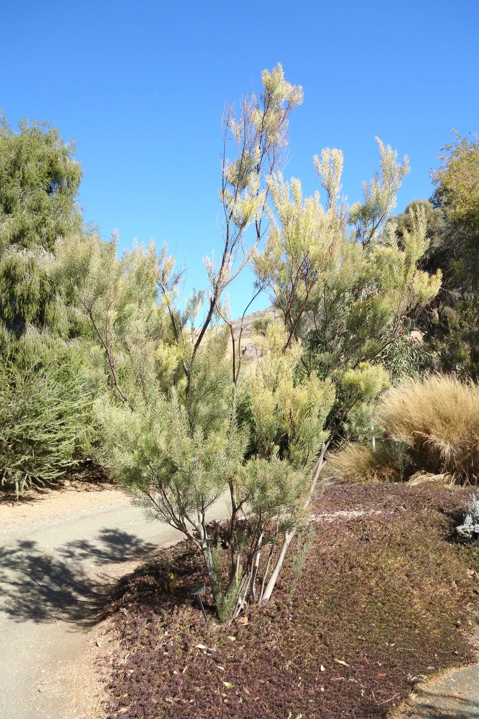 Snowy River Wattle (Acacia Boormanii) — reaching up to 10 feet tall and 6 feet wide