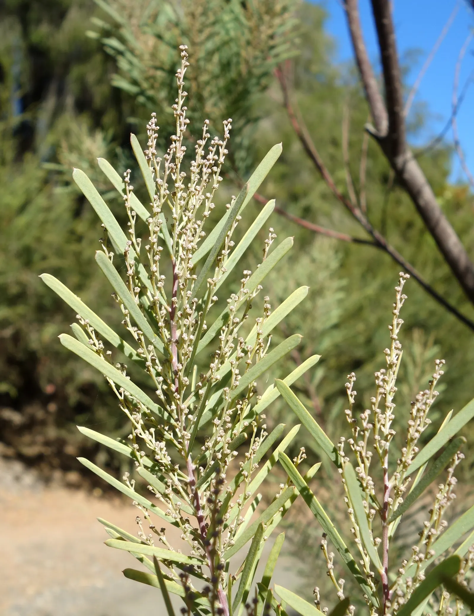 Snowy River Wattle (Acacia Boormanii) — This drought-resistant shrub thrives in full sun and well-drained soils