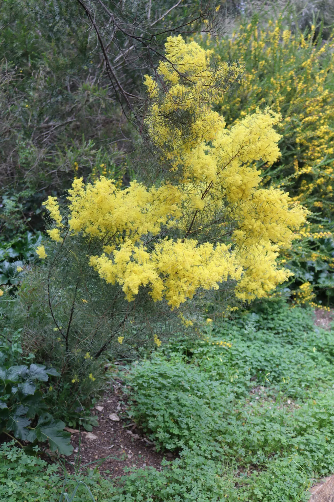 Snowy River Wattle (Acacia Boormanii) — making it an excellent choice for low-maintenance landscapes and xeriscaping projects