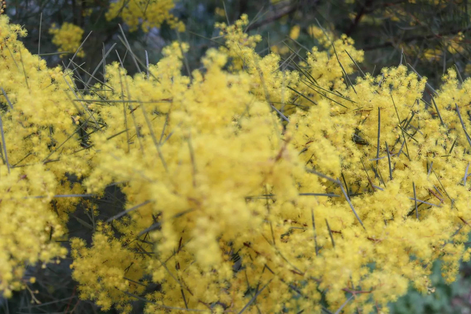 Snowy River Wattle (Acacia Boormanii) — is a hardy Australian native with a graceful weeping habit