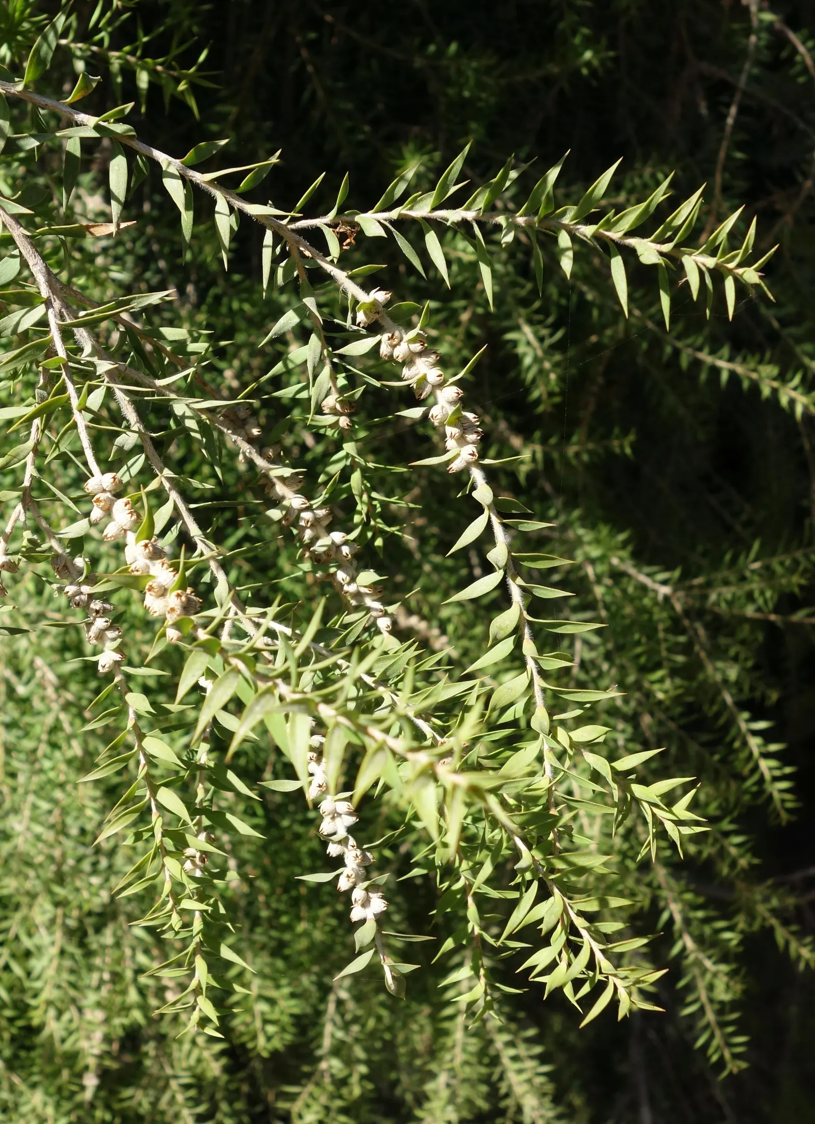 Snowy River Wattle (Acacia Boormanii) — commonly known as Snowy River Wattle