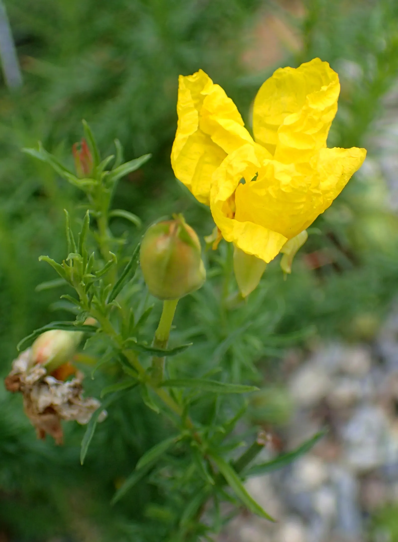 Berlandier's Sundrops (Calylophus Berlandieri) — Requires full sun and well-draining soil; drought-tolerant once established