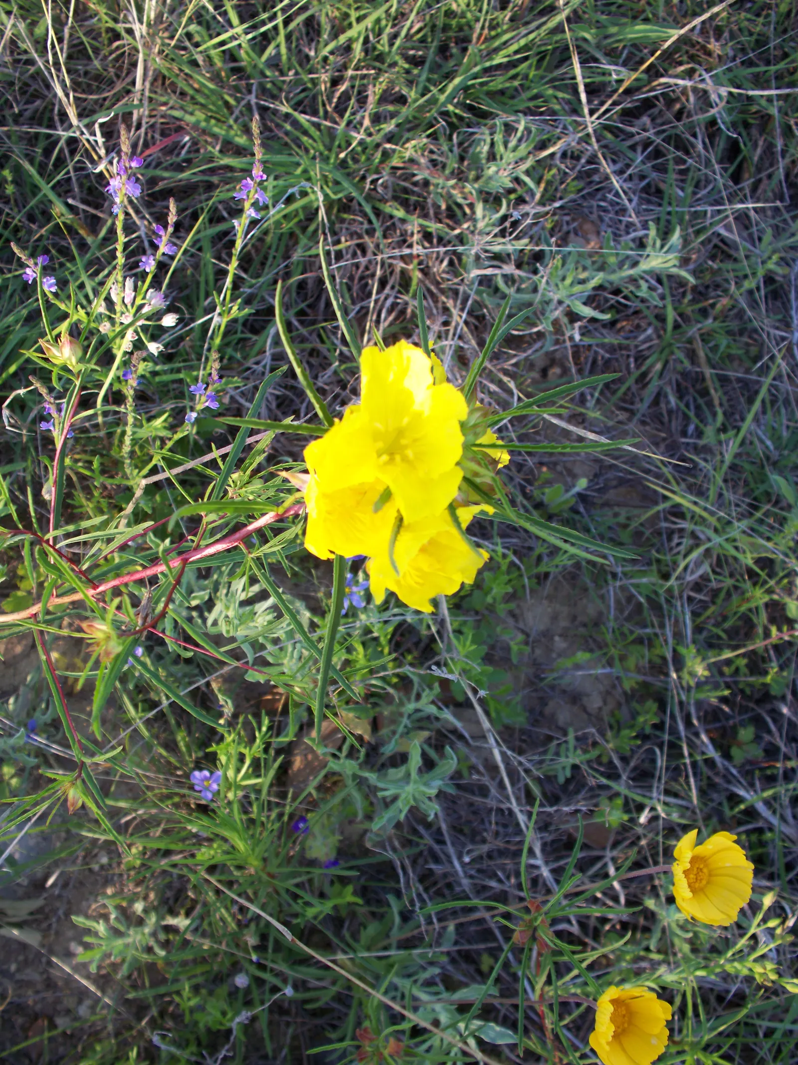 Berlandier's Sundrops (Calylophus Berlandieri) — cup-shaped blooms from spring to fall