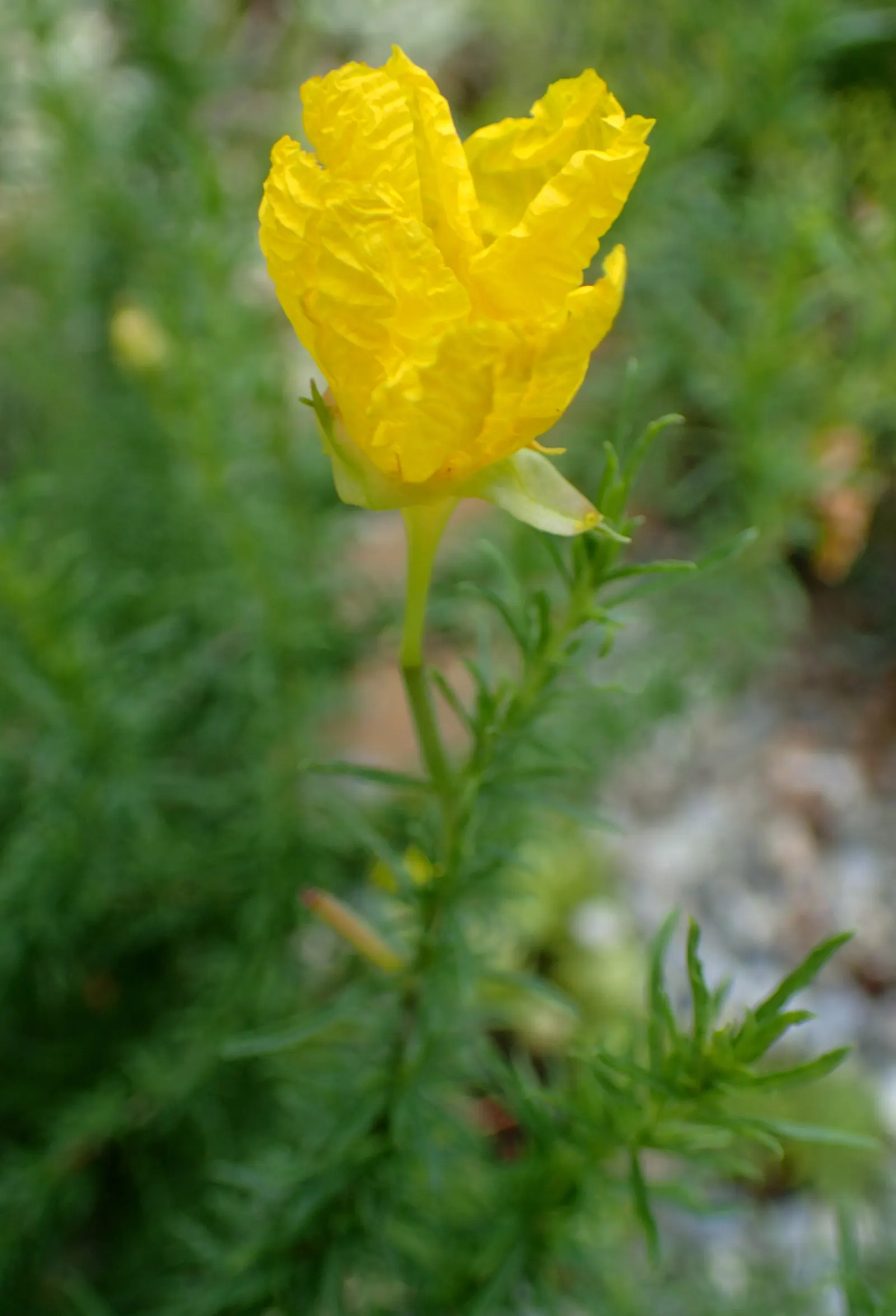 Berlandier's Sundrops (Calylophus Berlandieri) — scientifically known as Calylophus berlandieri