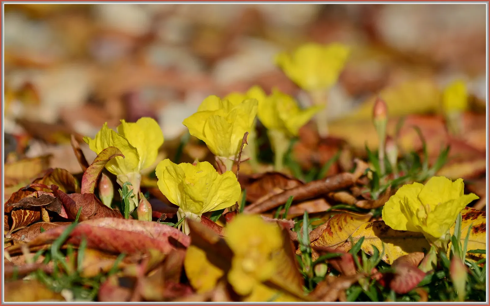 Berlandier's Sundrops (Calylophus Berlandieri) — Space plants 15-18 inches apart