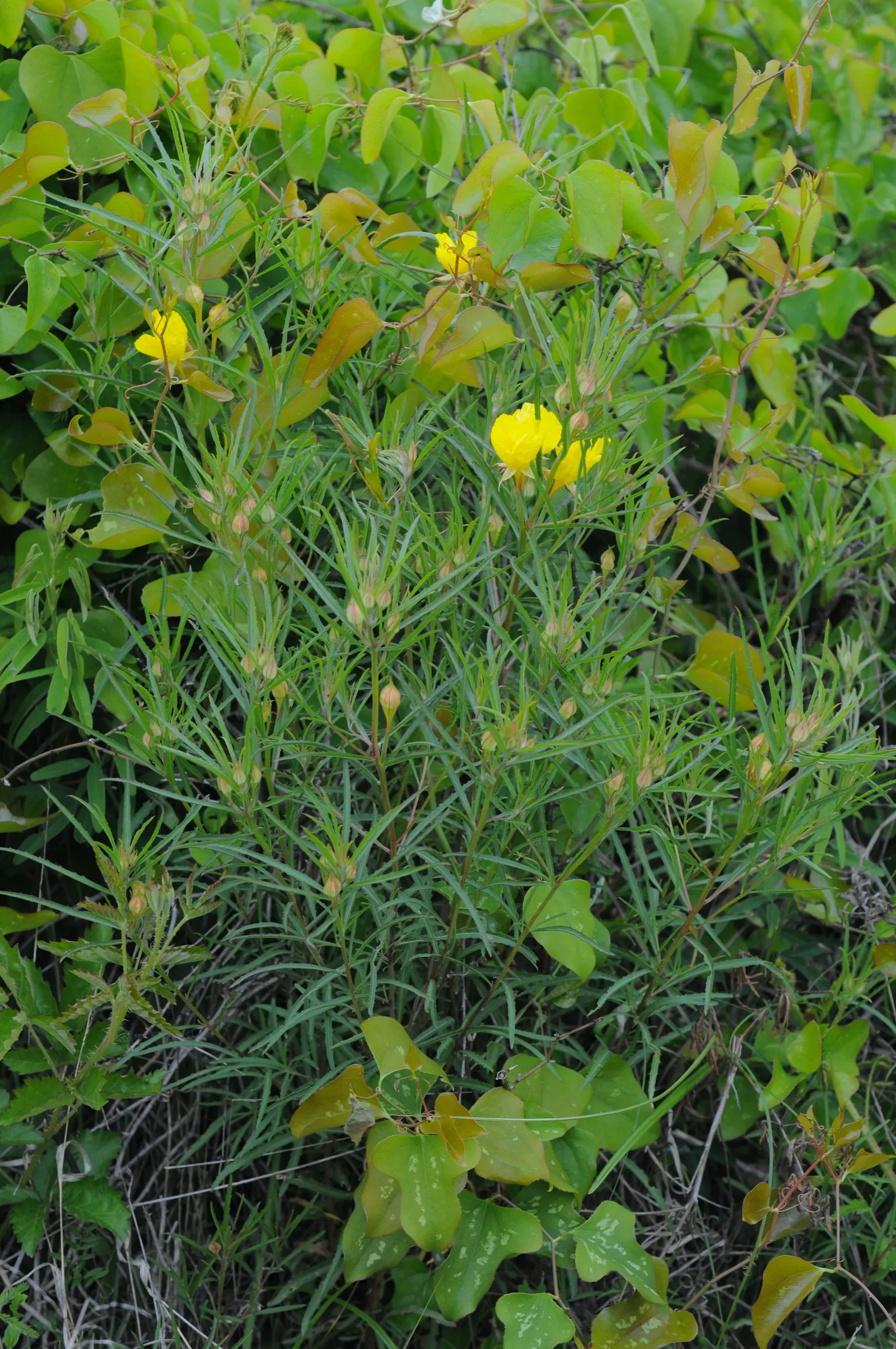 Berlandier's Sundrops (Calylophus Berlandieri) — forming a mound of narrow leaves