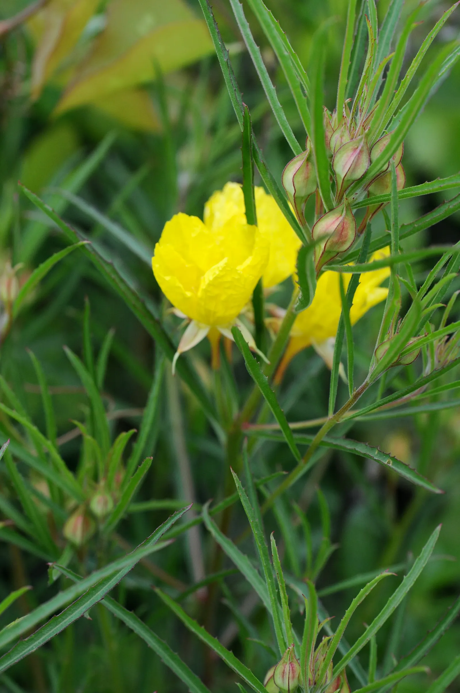 Berlandier's Sundrops (Calylophus Berlandieri) — Attracts pollinators while resisting deer, adding bright, low-maintenance color to any sunny landscape
