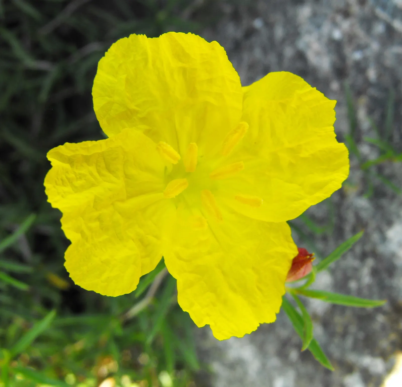 Berlandier's Sundrops (Calylophus Berlandieri) — This sun-lover grows 12-18 inches tall