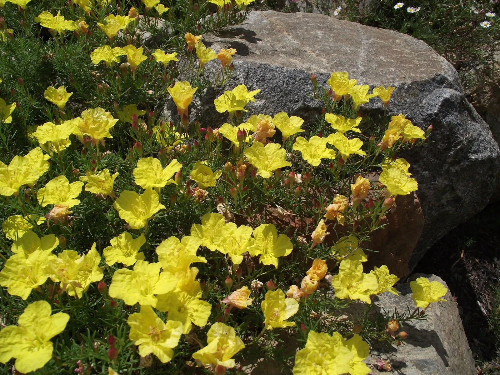 Berlandier's Sundrops (Calylophus Berlandieri) — Berlandier's Sundrops (Calylophus berlandieri) is a resilient perennial native to the Southwest