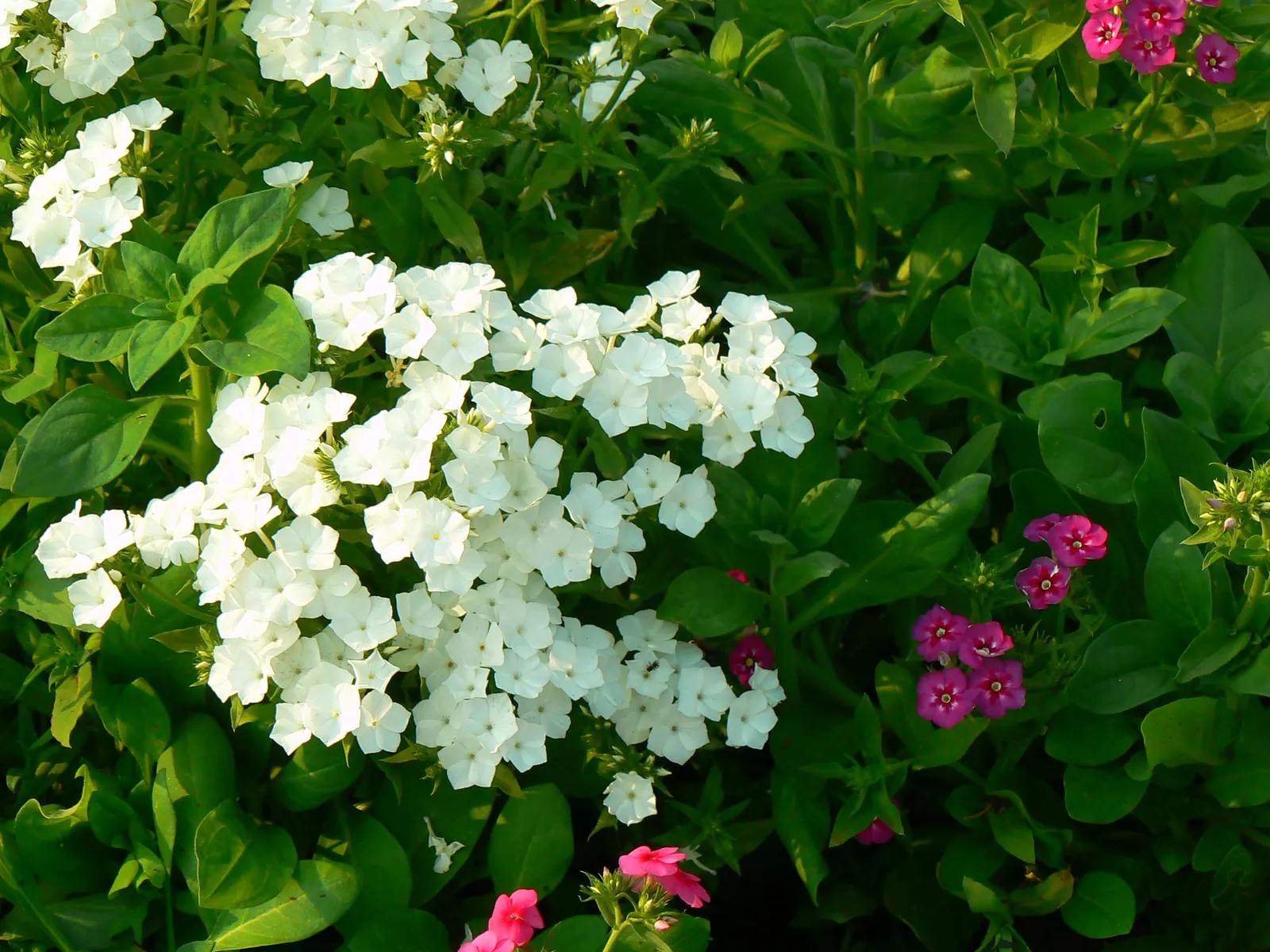 Red Flame Phlox (Phlox Flame&trade; Series Red) — boasts vibrant crimson blooms with a proliferous flowering habit