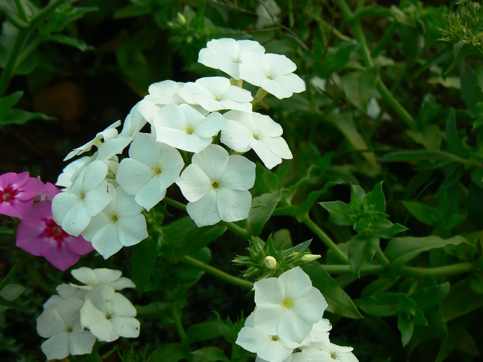 Red Flame Phlox (Phlox Flame&trade; Series Red) — This perennial stands at a modest height of 12-16 inches with an equivalent spread