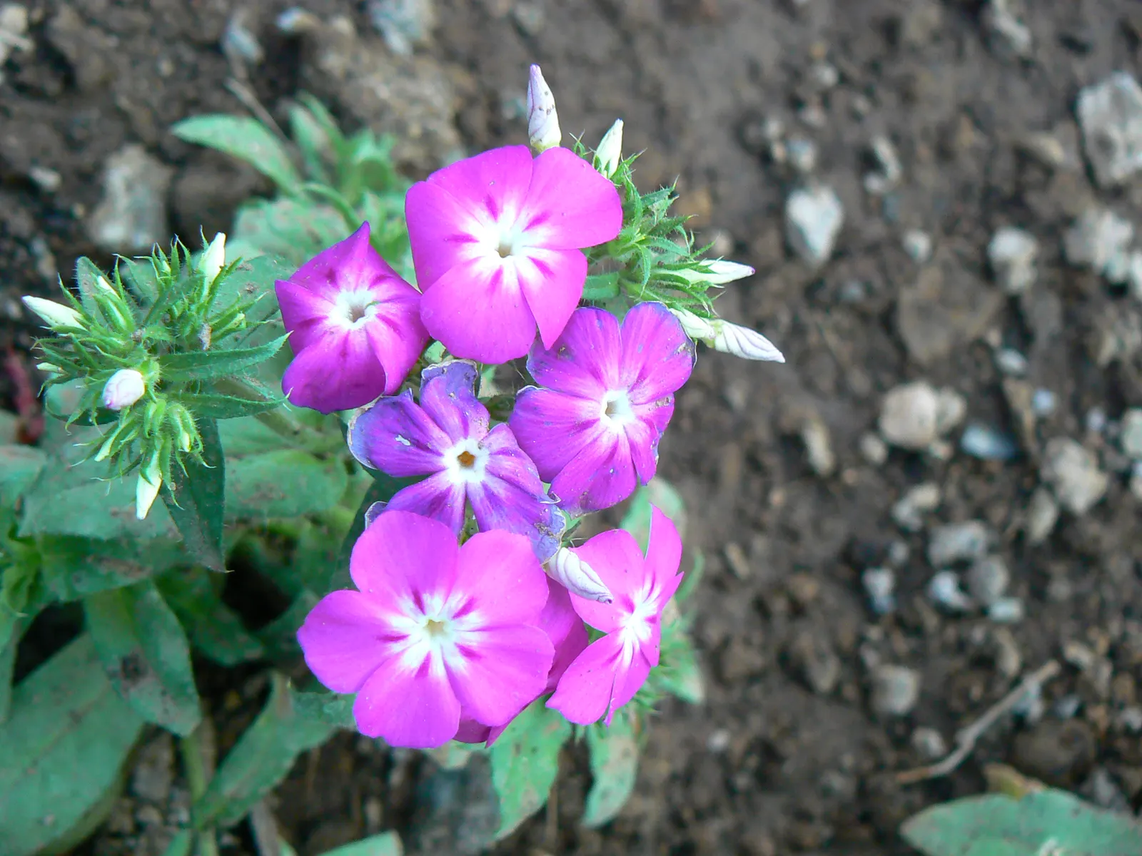 Red Flame Phlox (Phlox Flame&trade; Series Red) — part of the Phlox Flame&trade; Series