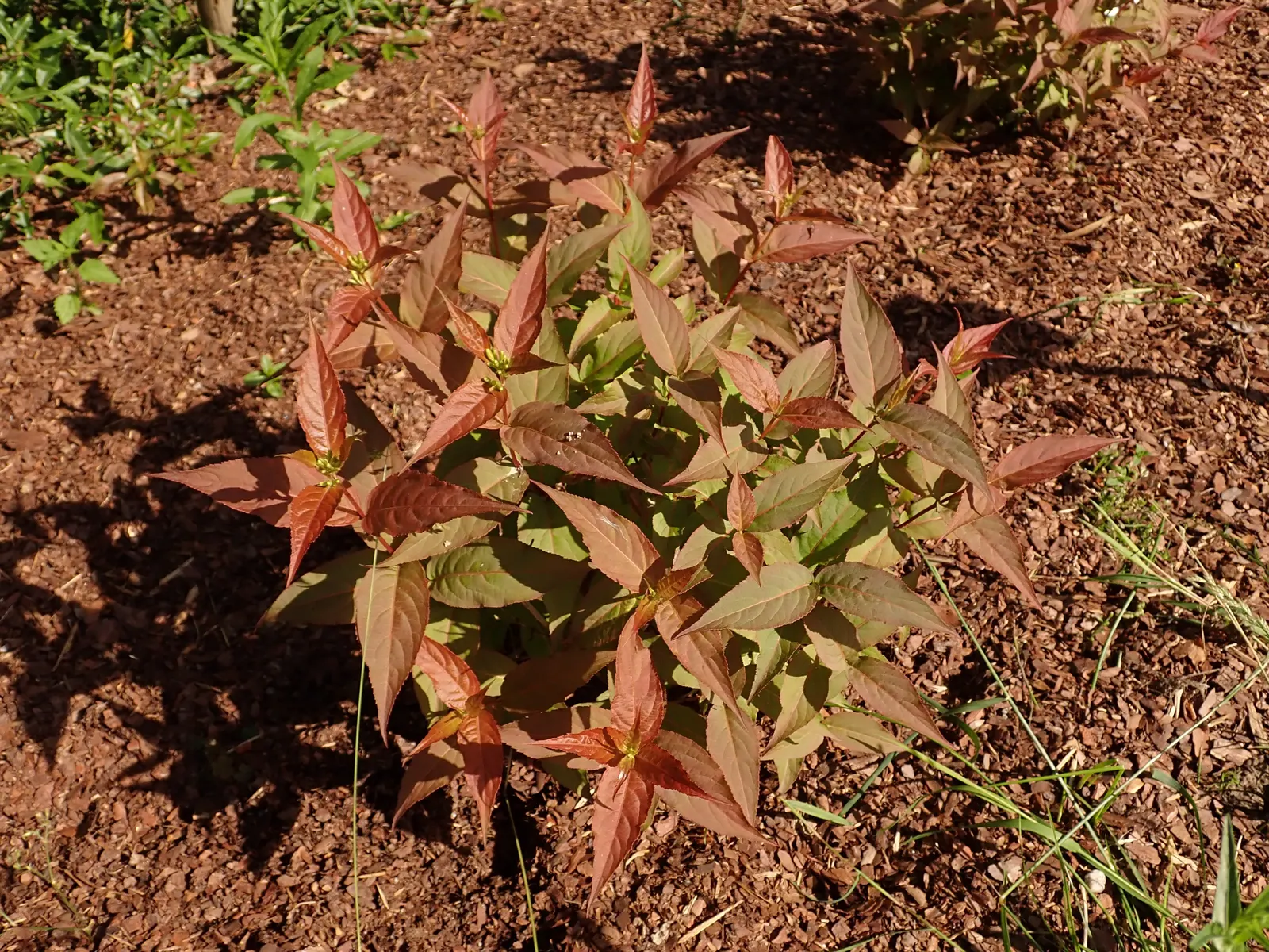 Kodiak Jet Black® Diervilla (Diervilla x) — Grow it in sun to part sun with average