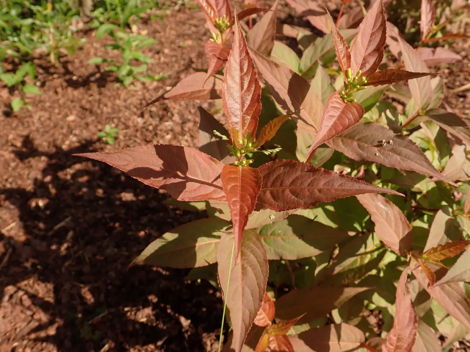 Kodiak Jet Black® Diervilla (Diervilla x) — It matures 3-4 feet tall and wide with a spreading, rounded habit