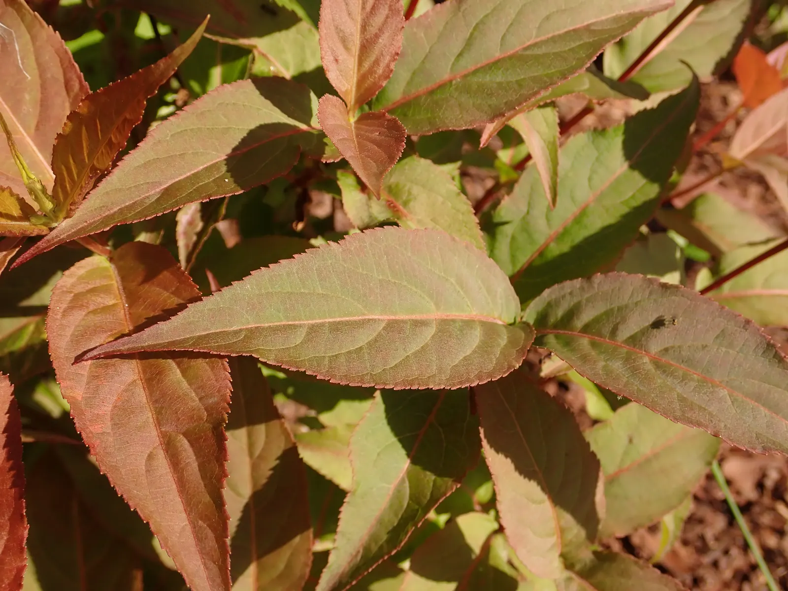 Kodiak Jet Black® Diervilla (Diervilla x) — or Diervilla x Kodiak Jet Black®