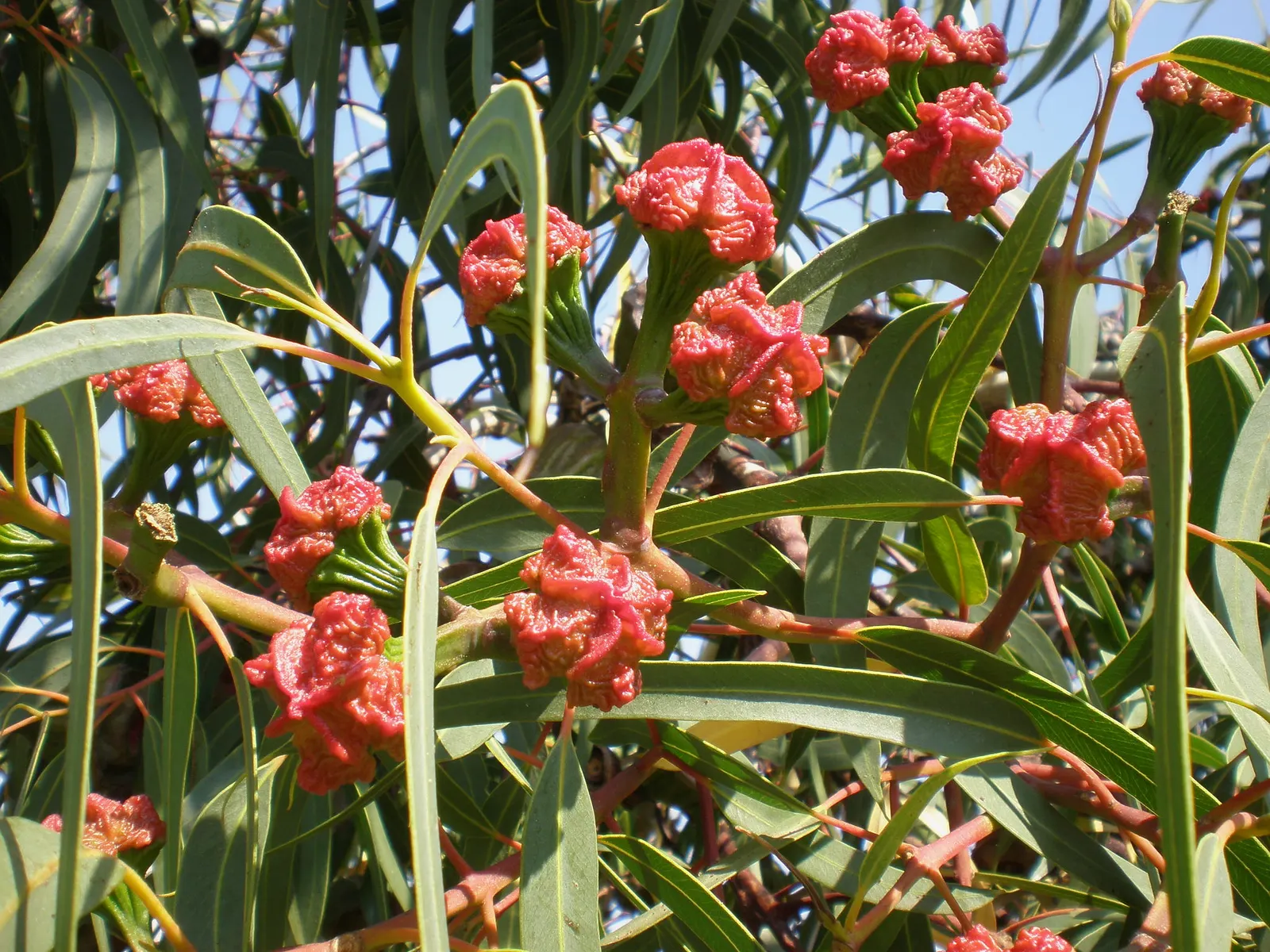 Red-Capped Gum (Eucalyptus Erythrocorys) — Maturing at a moderate rate