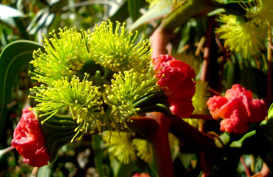 Red-Capped Gum (Eucalyptus Erythrocorys) — Eucalyptus erythrocorys, commonly known as the Red-capped Gum, is an eye-catching Australian native