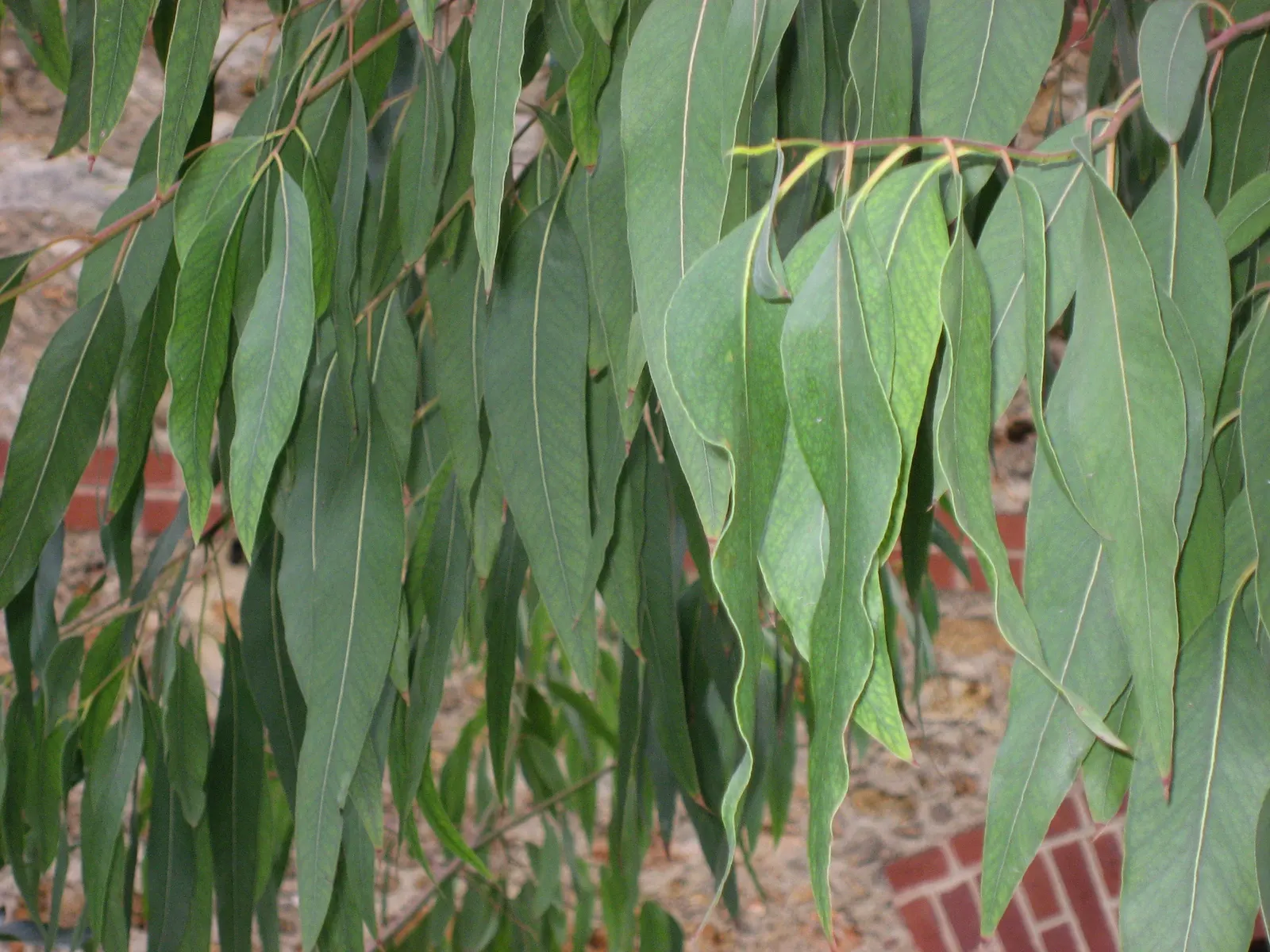 Red-Capped Gum (Eucalyptus Erythrocorys) — with a 10 to 20-foot canopy spread that provides ample shade.<br><br>Distinguished by its smooth