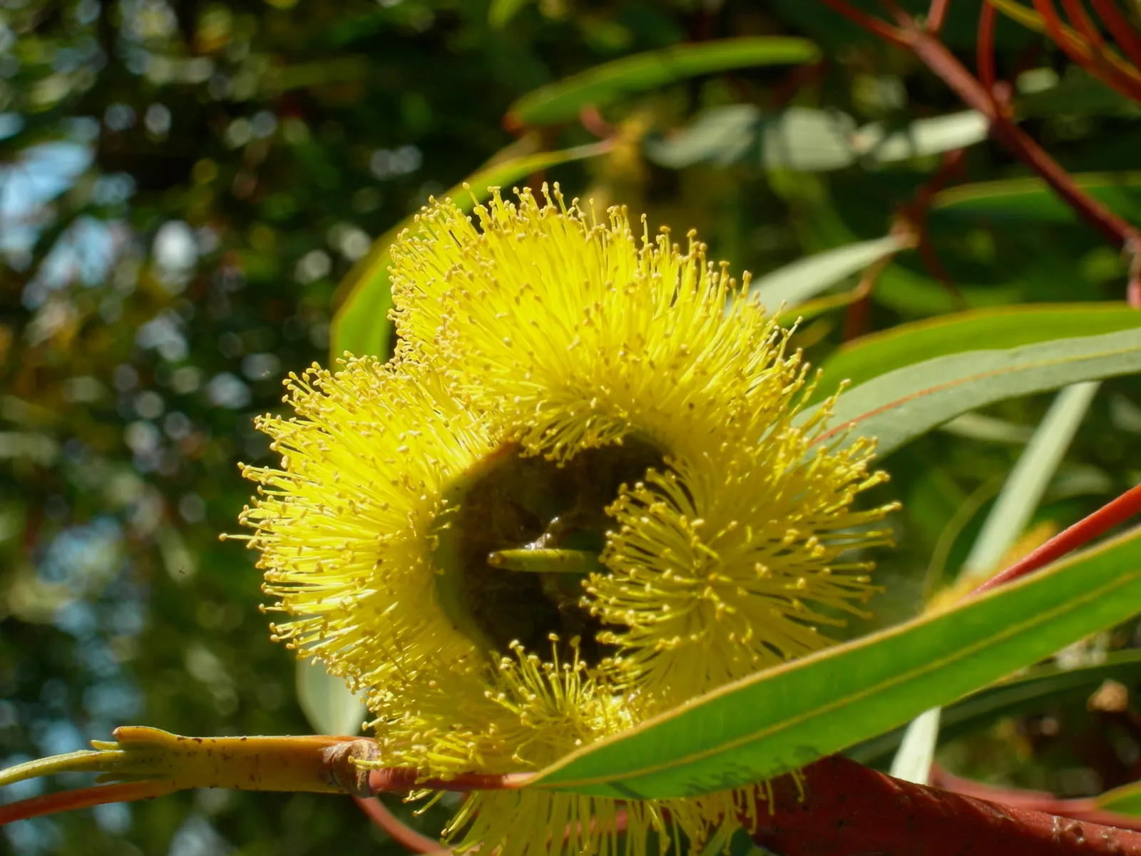 Red-Capped Gum (Eucalyptus Erythrocorys) — commonly referred to as the Red-capped Gum