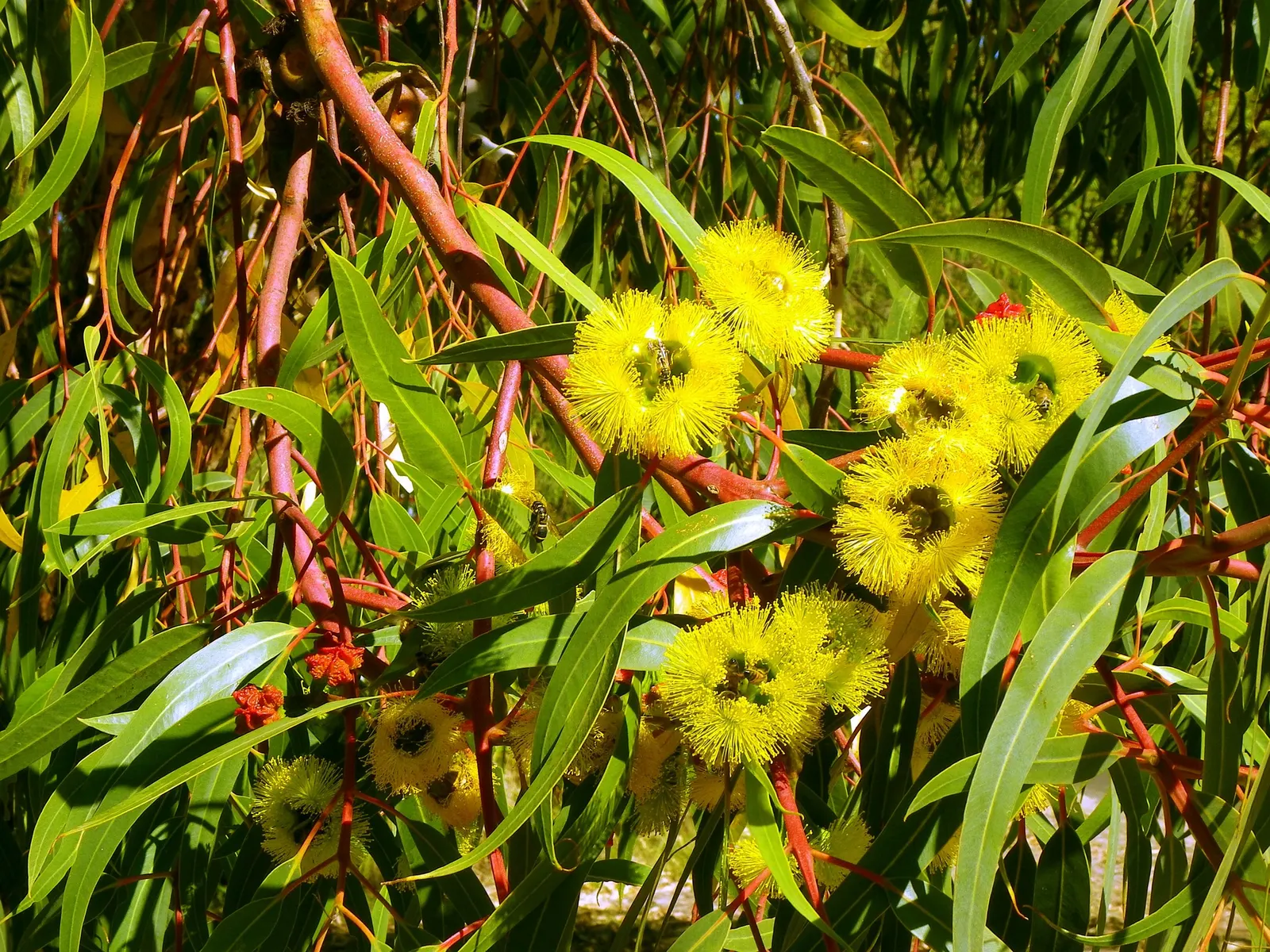 Red-Capped Gum (Eucalyptus Erythrocorys) — lemon-yellow blossoms up to 2 inches in diameter