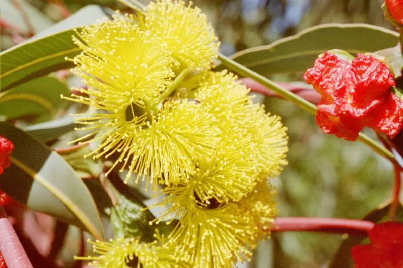 Red-Capped Gum (Eucalyptus Erythrocorys) — vibrant red flower caps and bright yellow blossoms