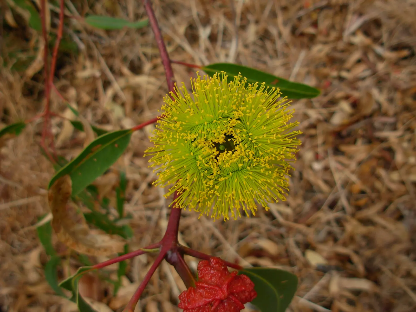 Red-Capped Gum (Eucalyptus Erythrocorys) — it thrives in full sun with well-draining soil