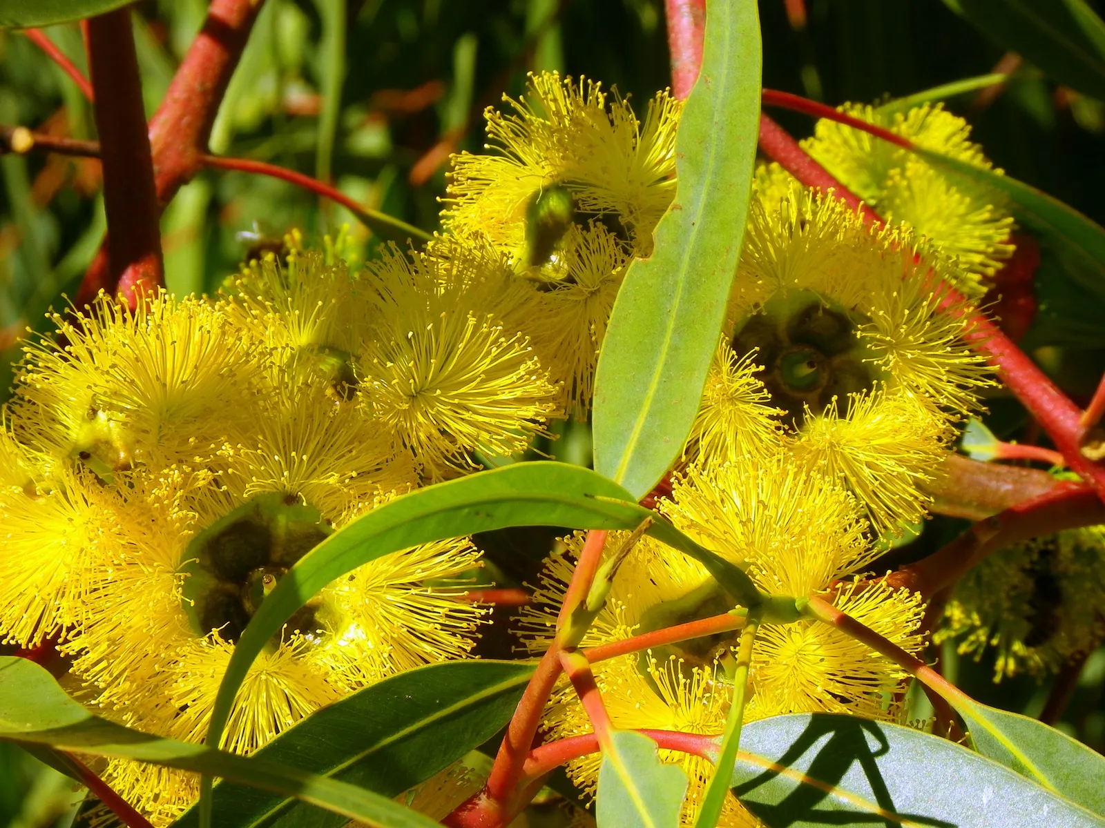 Red-Capped Gum (Eucalyptus Erythrocorys) — the tree is most famous for its spectacular floral display