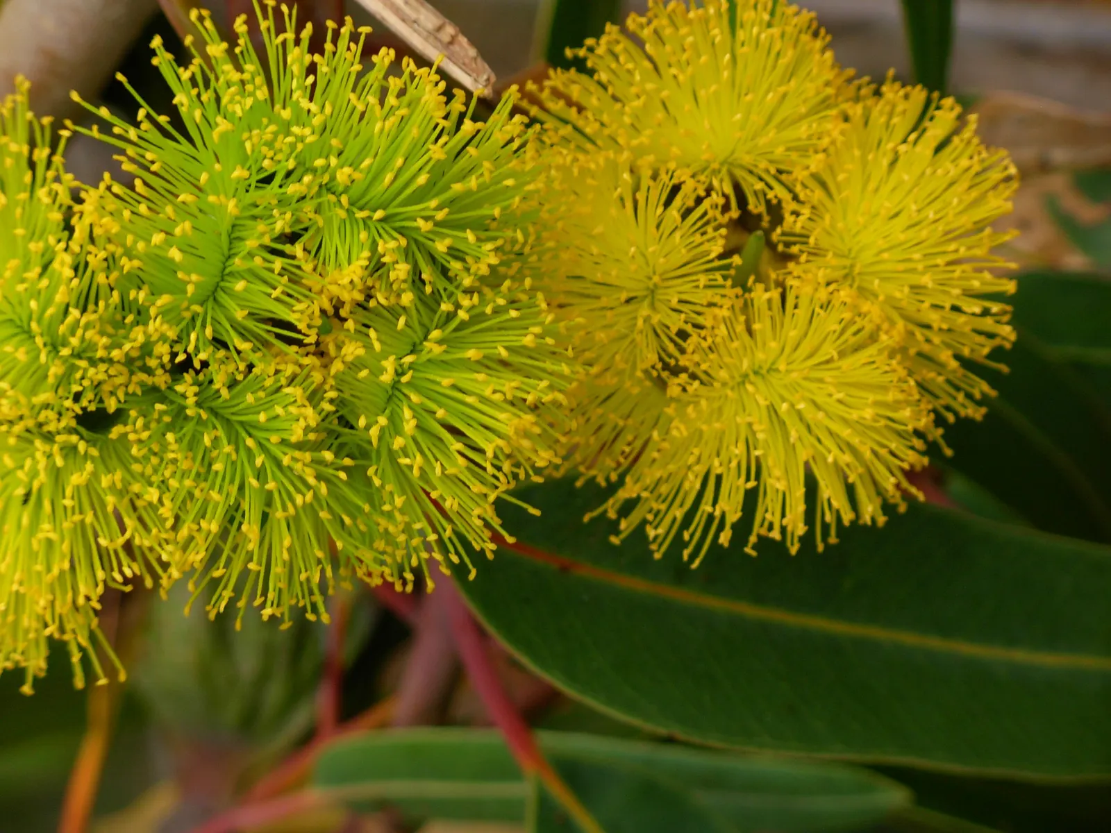 Red-Capped Gum (Eucalyptus Erythrocorys) — showcasing 6 to 12-inch long