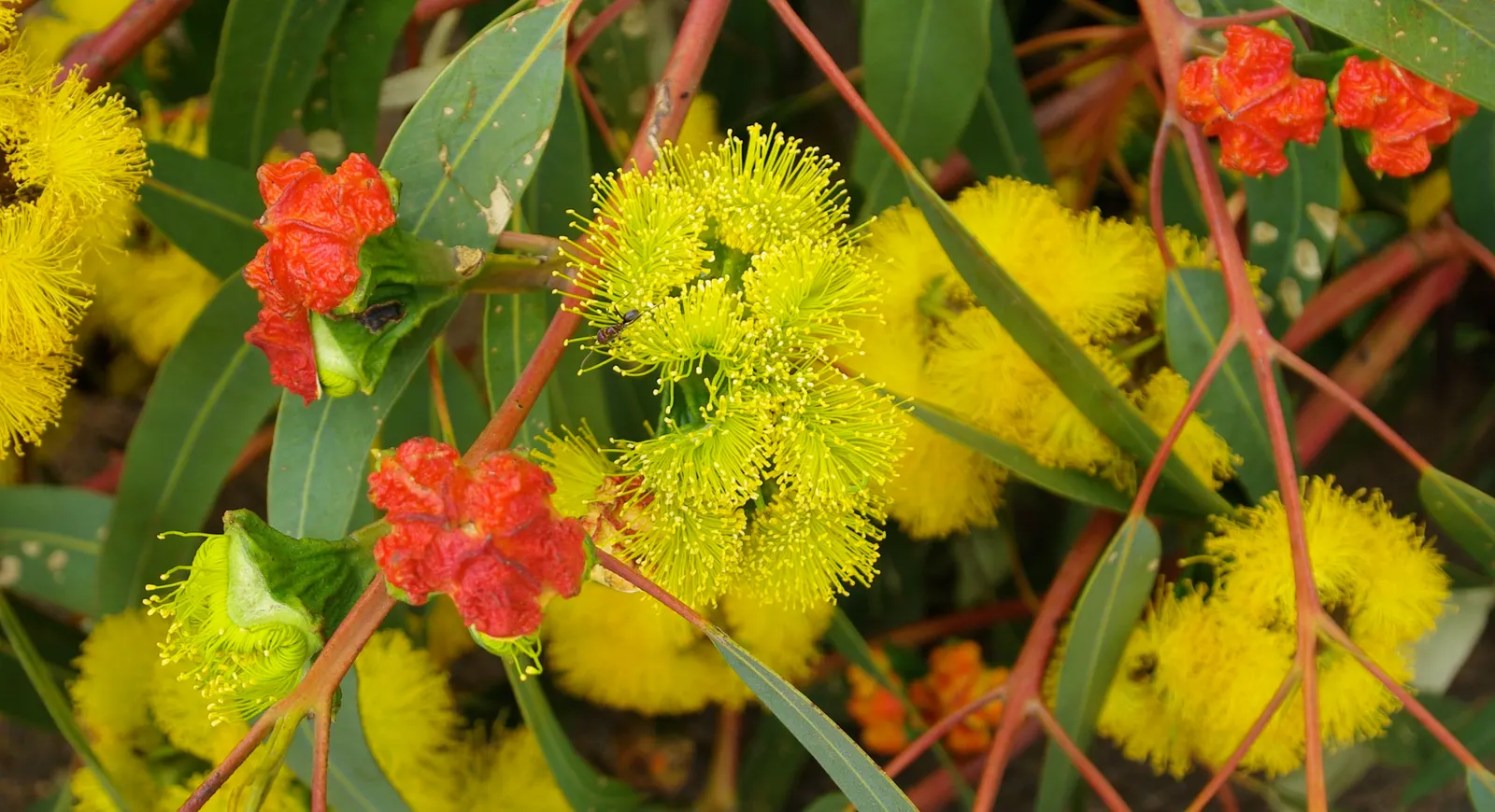 Red-Capped Gum (Eucalyptus Erythrocorys) — offering a pleasant contrast with the vibrant flowers