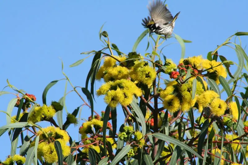 Red-Capped Gum (Eucalyptus Erythrocorys) — is a striking tree that hails from Western Australia