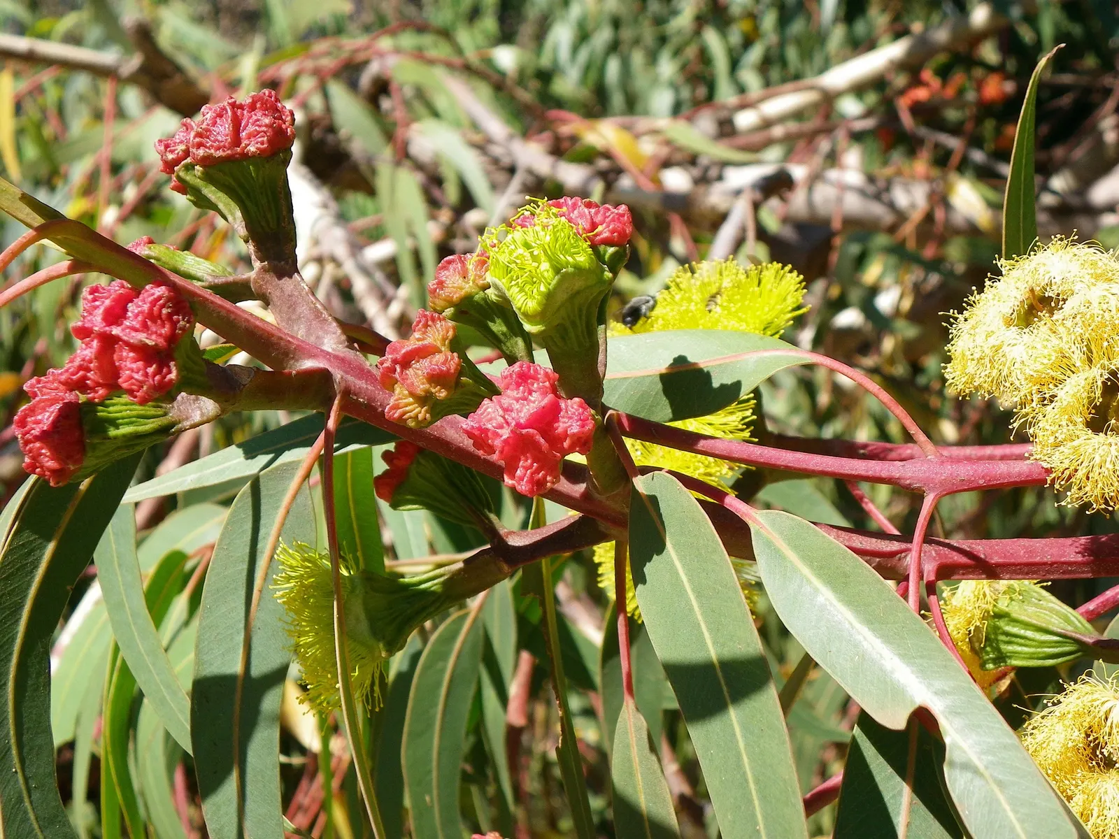 Red-Capped Gum (Eucalyptus Erythrocorys) — grayish bark that occasionally sheds in patches