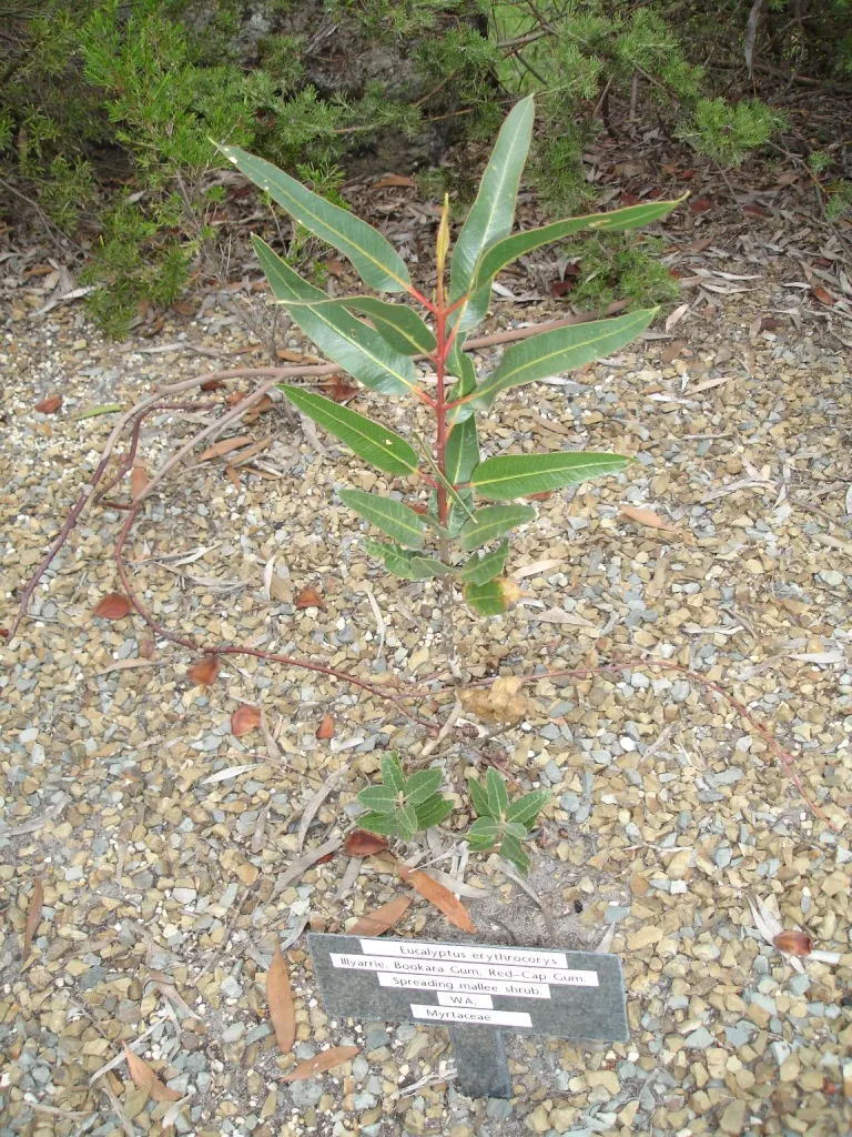 Red-Capped Gum (Eucalyptus Erythrocorys) — green leaves that are narrow and pointed