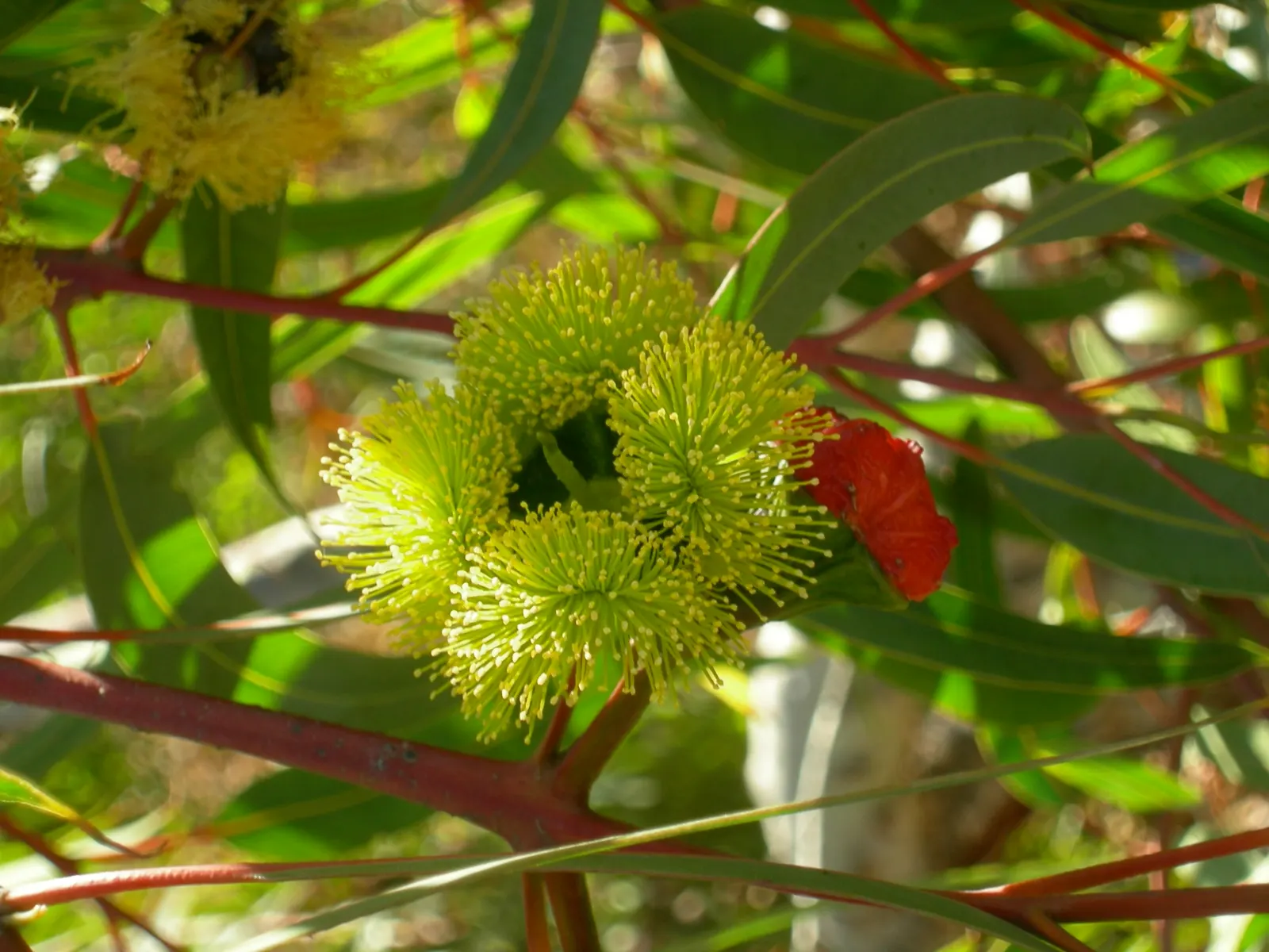 Red-Capped Gum (Eucalyptus Erythrocorys) — the Red-capped Gum typically reaches a height of 15 to 30 feet
