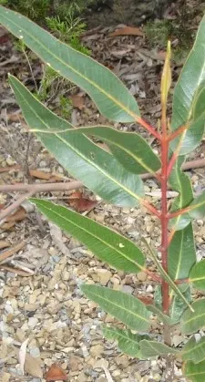 Red-Capped Gum (Eucalyptus Erythrocorys) — This small to medium-sized tree typically reaches 15-30 feet tall, with a spread of 10-20 feet