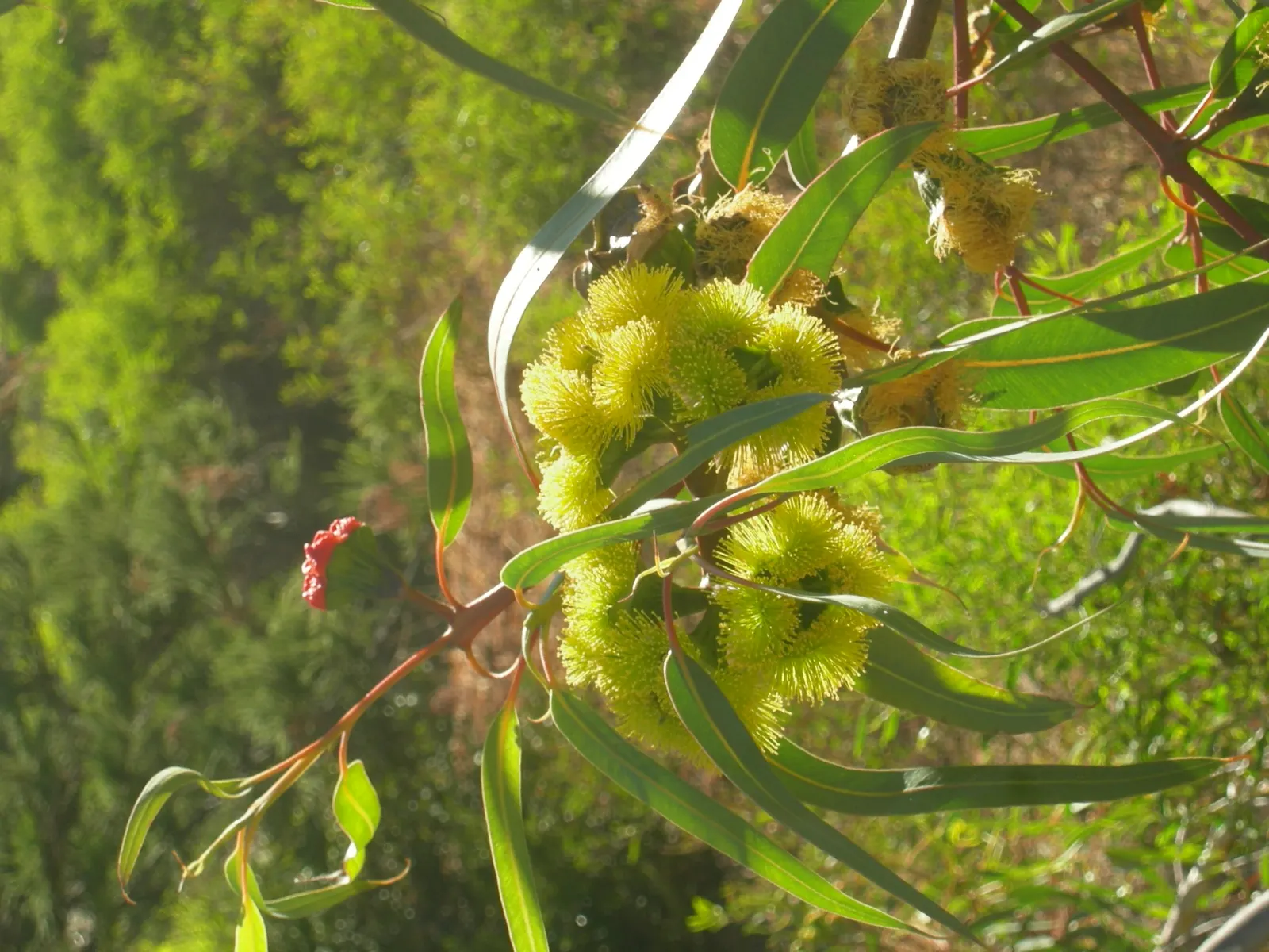 Red-Capped Gum (Eucalyptus Erythrocorys) — Hardy and drought-tolerant, it is ideal for adding a splash of color to arid landscapes