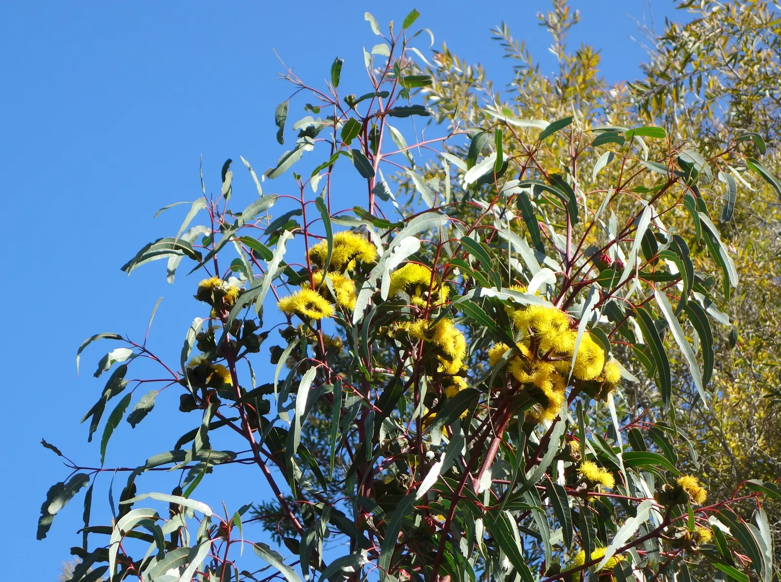 Red-Capped Gum (Eucalyptus Erythrocorys) — Bright red bud caps give the tree its name